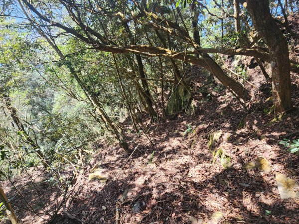 20250216水社大山潭南線2746138