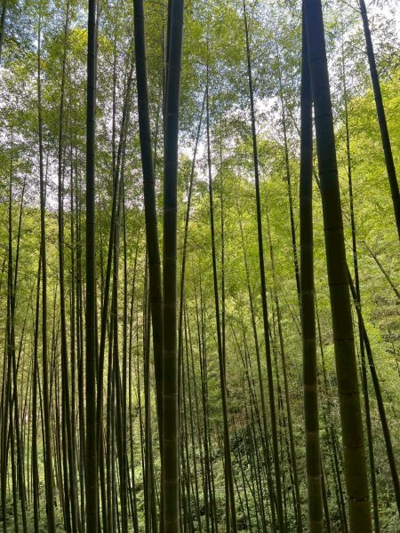 嵐山再古坑。五元兩角 木馬古道2806147