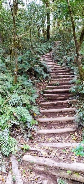 塔曼山越嶺達觀山連走拉拉山巨木群 - 神木巨木之旅1363289