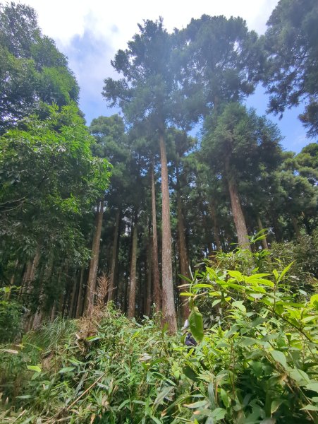 2025.07.13－漫步於森林中：鵝公髻山2835462