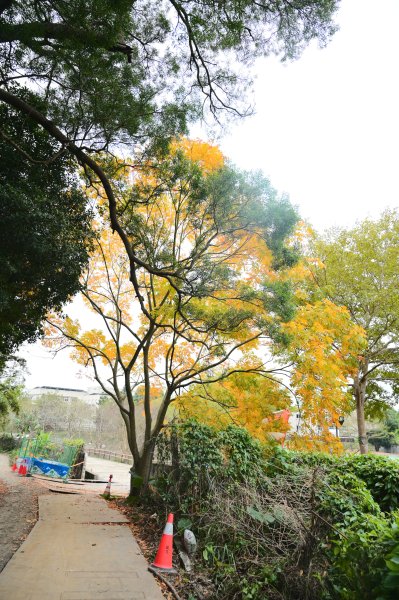 20241231鶯歌尖山-崧嵩嶺-忠義山-鶯歌蛋山-山仔頂山2679971