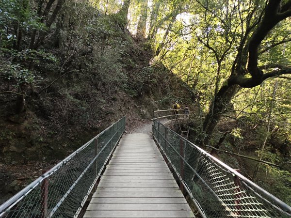 [皮皮獅探險隊-11/10] 2025_1010 隱藏任務–司馬庫斯神木群步道2912327