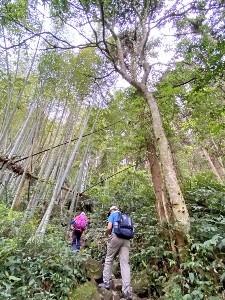 溪頭南鳳凰山、天文台O型走    2021/5/51374204