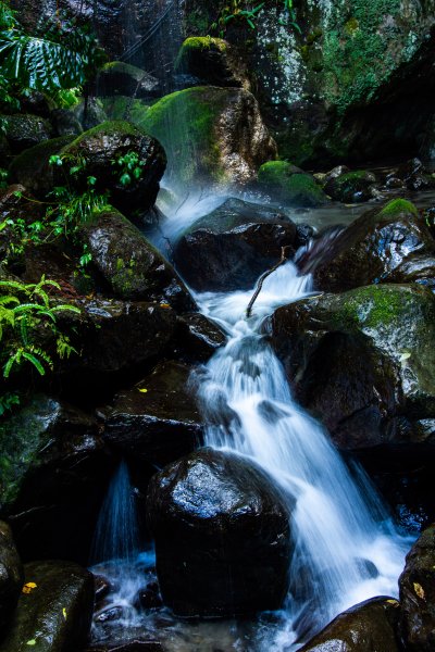 馬武督探索森林2930699