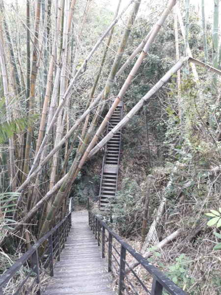 雲林林內龍過脈森林步道20190323550607