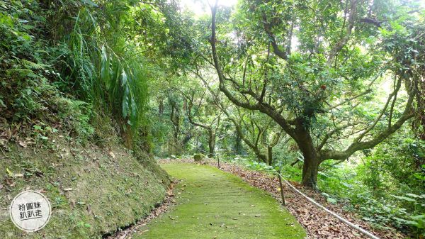 【大里】金螢寶山貴妃道+淨德寺後山步道187328