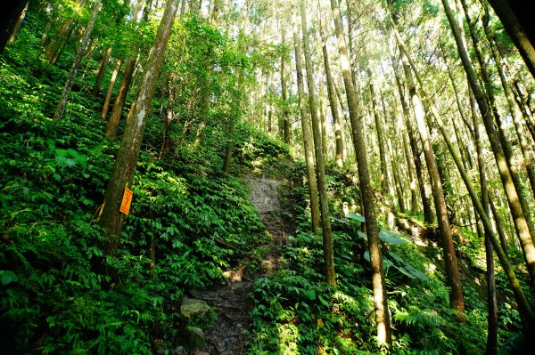 苗栗 南庄 光天高山、向天湖山3073681