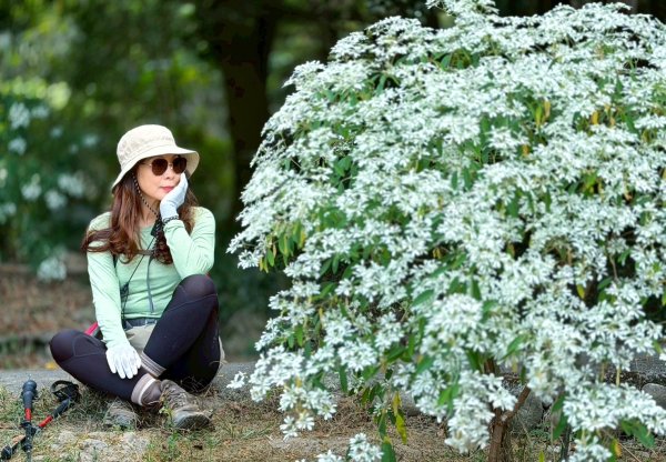 龍過脈森林步道2960914