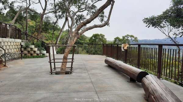 《台中》樹中有樹｜大坑步道6上7下O繞202502082708629