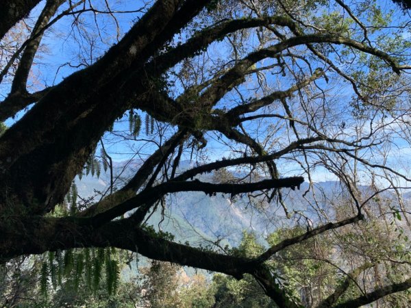 梨山賓館步道875983