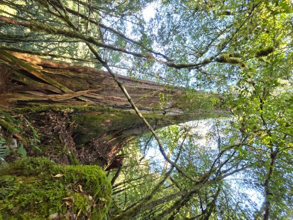 郡大林道19k之郡大神木群二刷～雲海滿出來～2451893