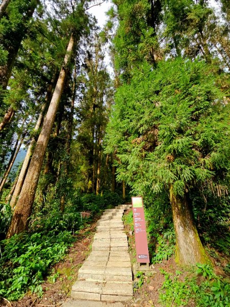 阿里山頂湖步道 - 2024嘉遊好步道．來嘉走走2631669