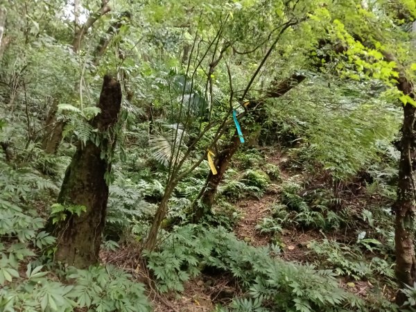 平溪區石古井古道(新路徑)+青林山+盤山坑古道O型2893270