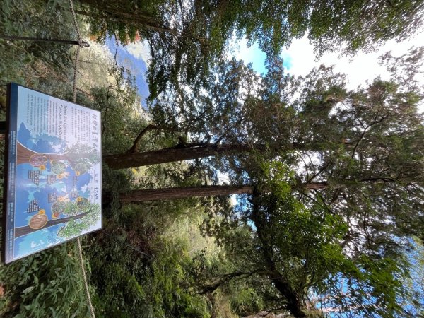 20231127_觀霧榛山步道（森遊竹縣）2763095