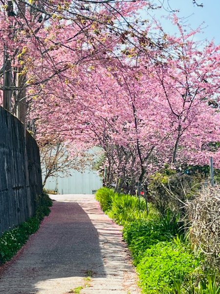 桃園 復興 巴陵 恩愛農場3011882