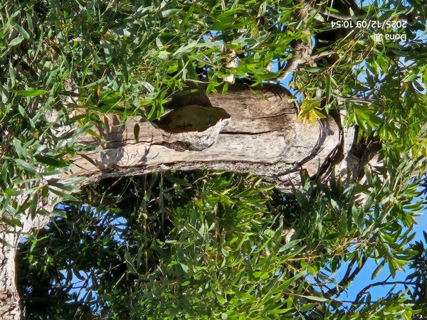 20251209新竹寶二水庫環湖O走+峨嵋湖2969275