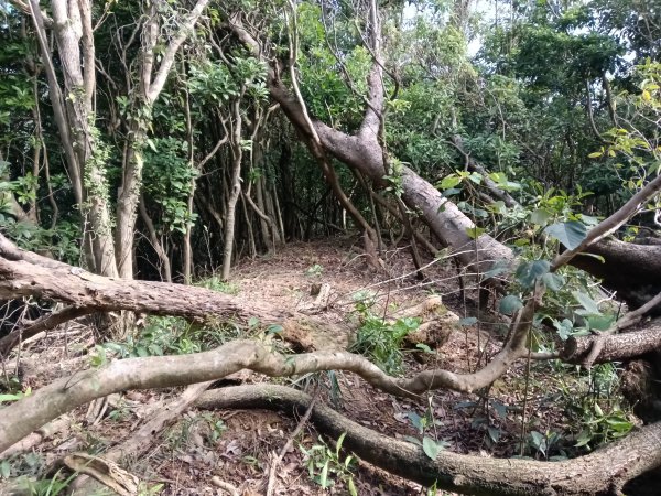 貢寮區新厝山+澳底尖(火炎山)+美艷山+金沙灣2989678