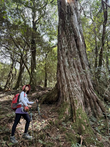 塔曼山 連走 拉拉山森林遊樂區 O繞 202510112923691