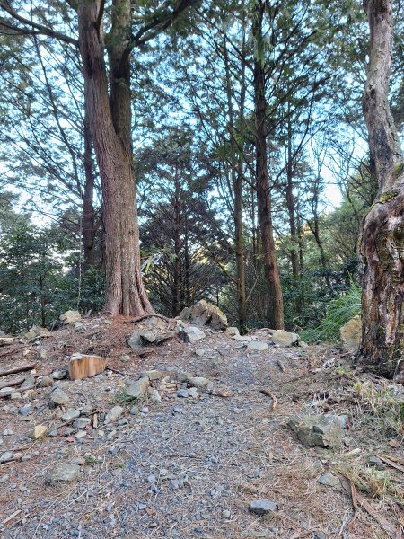 大雪山森林遊樂區之烏石坑山+山椒山(210林道)202401102400536