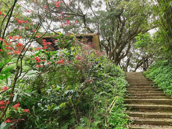 走遍陽明山：擎天崗系｜竹林小徑，遇見清幽潺潺溪流2096483