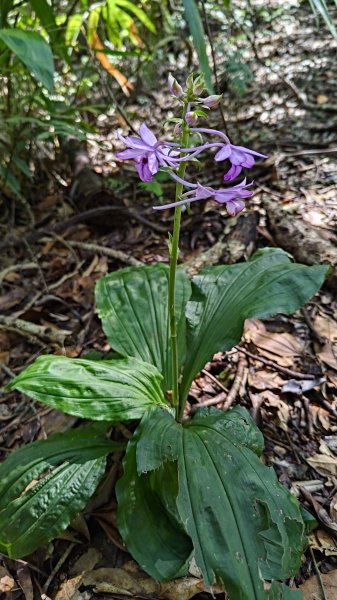 麻荖漏山2588508