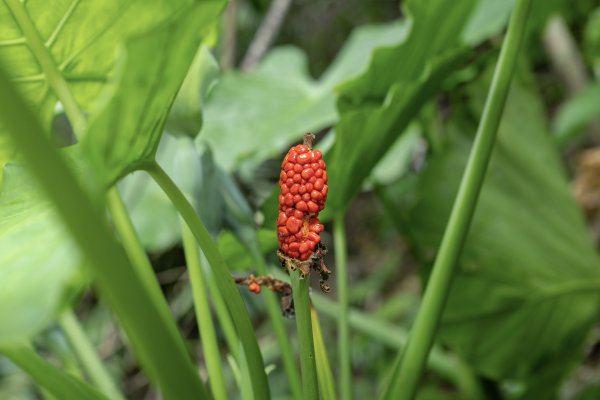 礁溪 五峰旗-跑馬古道3029596