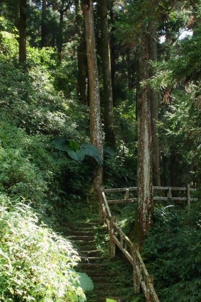 奮起湖步道194609