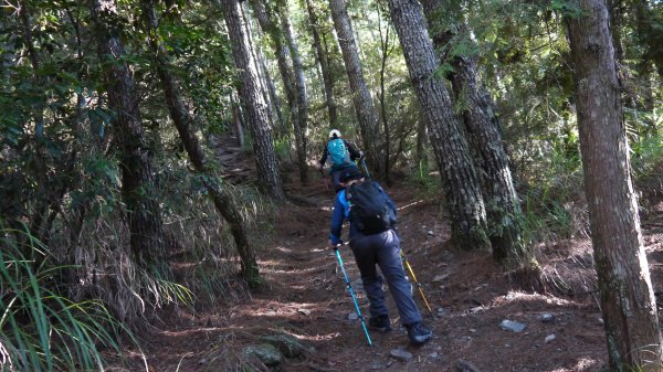 池有山單攻登山健行趣(百岳52)1515174