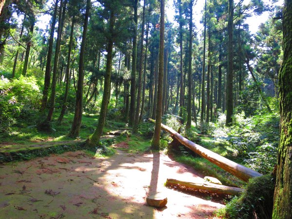 夏觀碧草如茵：頂山石梯嶺步道648280