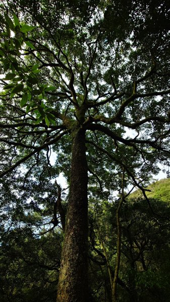 20260125 陽明山前後山健行(無極天元宮~山仔頂步道.向天池.向天山.面天山.二子坪)2998051
