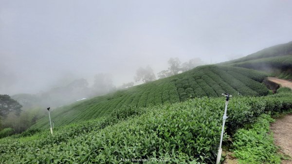 《嘉義》雲霧茶園｜雲嘉三加一連峰O繞202406082520289