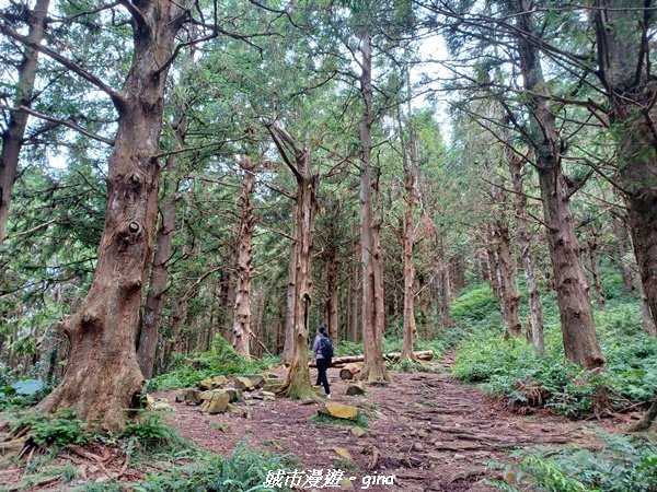 【台中和平】柳杉孟宗竹香杉步道林相豐富。 長壽山(肥崠山)山徑2880630