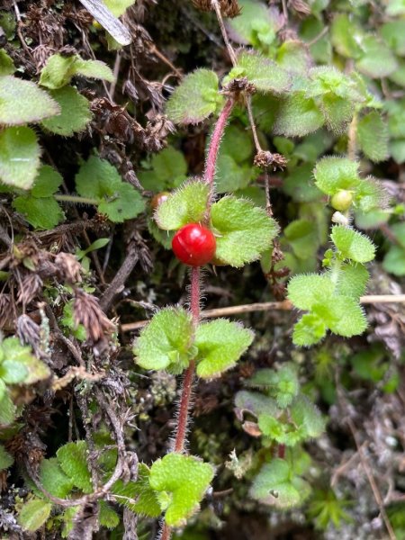 塔塔加黑森林2668031