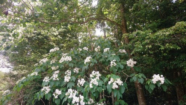 花現魚池桐樂蓮華池