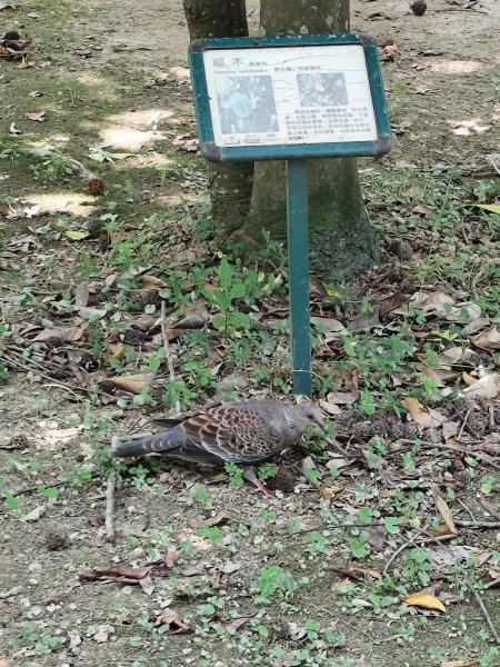 大港墘公園、大安森林公園、大稻埕、天母【走路趣尋寶】【臺北健走趣】2554257