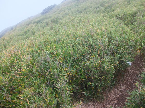 2018.10.20合歡東峰之旅1412416