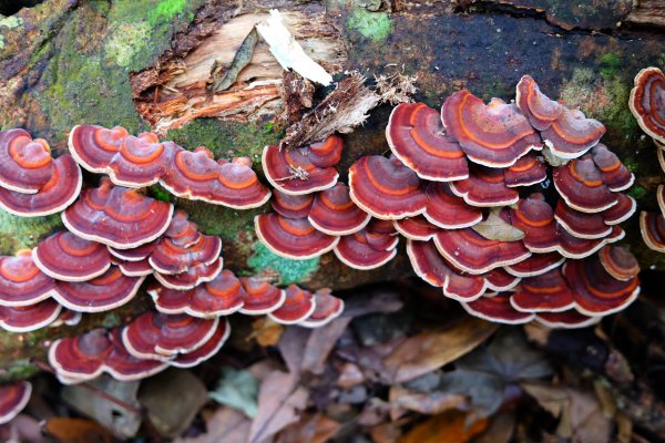 光影森林-那結山縱走貴妃山773716