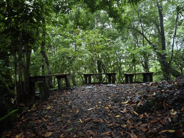 2025_0525 鎮西堡巨木群步道（B區）2797706