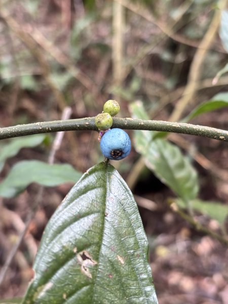 二格山、南邦寮山2941702
