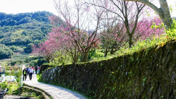 《踏莎行・貓空魯冰花》2710663