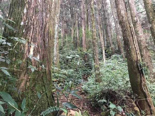 181022金柑樹山、忘憂森林步道442143