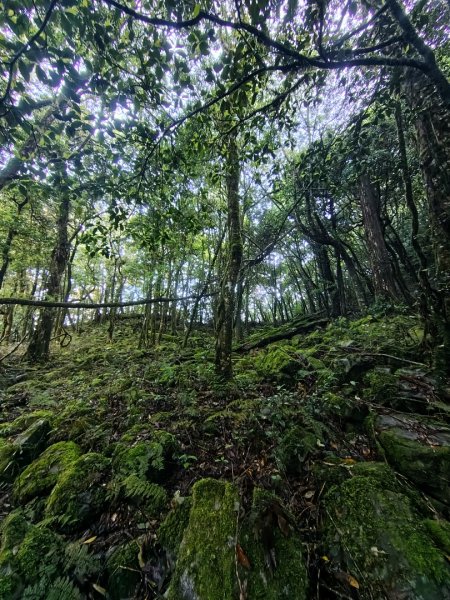 稍來小雪山國家步道、船型山、鞍馬山、鞍馬山東北峰、天池、雪山神木2799820