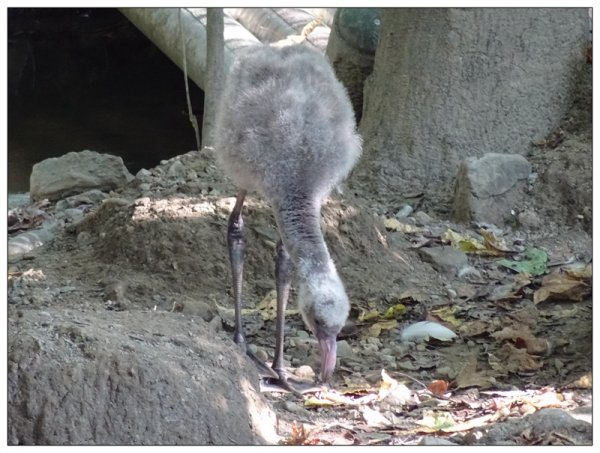 台北市動物園之旅1498050