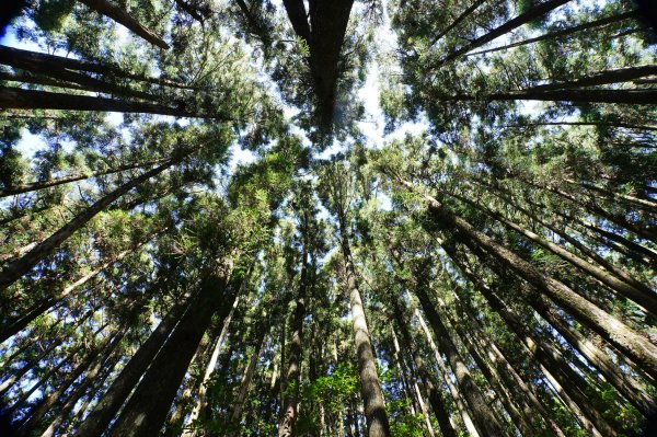 新竹 尖石 貴妃山、那結山2913603