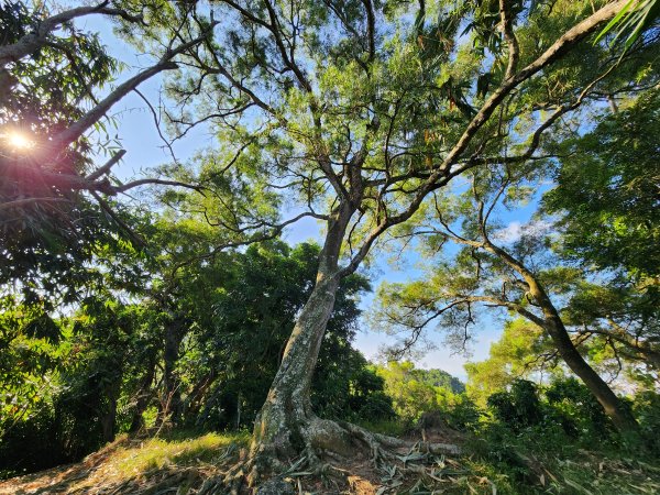 小百岳No.42⛰南觀音山2924859