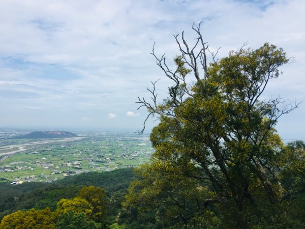 1090611火炎山相思樹花大開992647