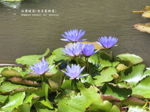 [百山百鳥尋旅-11/15] 2025_0927 大屯主峰-連峰步道_二子坪步道2899543