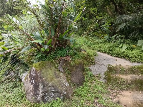 瑞芳區後凹古道+金字碑古道+三貂嶺山+三貂大崙O型2761678