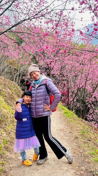 🌈2/19（四）-20（五）司馬庫斯櫻花季2日✨FB：熊熊趴爬走 🌈3004403