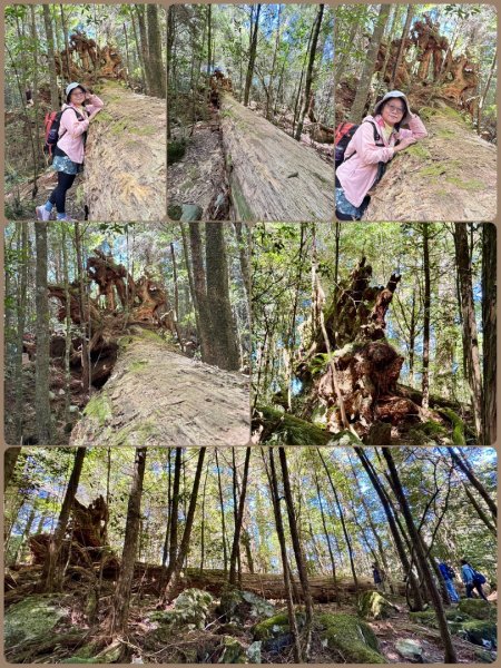 漫遊大雪山森林 訪尋雪山大小神木 快閃天池2922804